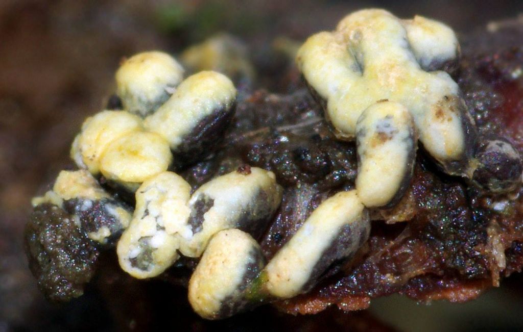 Physarum decipiniens (??)